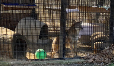 El Coyote Rocky Camina de un Lado a Otro en una Jaula Diminuta: ¡Actúa ya!