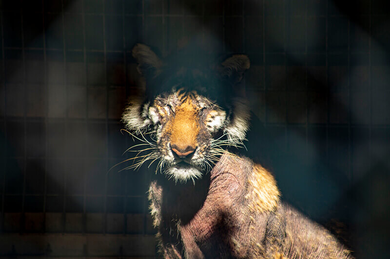 Tiger with severe hair loss at Waccatee Zoo