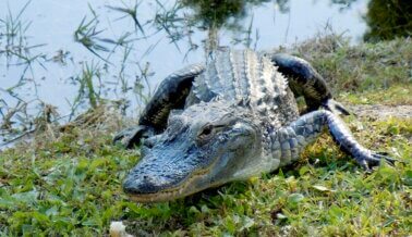 Pídele a Everglades Outpost que Acabe con los Encuentros con Aligátores
