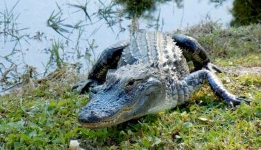 Pídele a Everglades Outpost que Acabe con los Encuentros con Aligátores Pídele a Everglades Outpost que Acabe con los Encuentros con Aligátores
