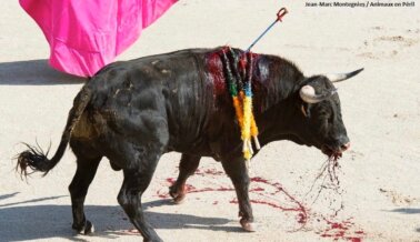 Las Sangrientas Corridas de Toros Deben Terminar