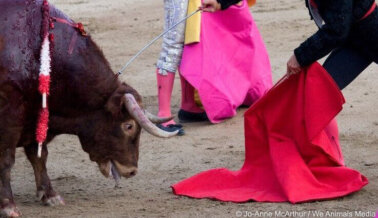 En el Día Antitaurino, PETA Latino Busca la Prohibición Global de las Corridas de Toros