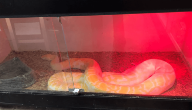 ¡Las Serpientes en una Tienda de Mascotas en California Necesitan tu Ayuda!