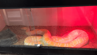 ¡Las Serpientes en una Tienda de Mascotas en California Necesitan tu Ayuda! ¡Las Serpientes en una Tienda de Mascotas en California Necesitan tu Ayuda!