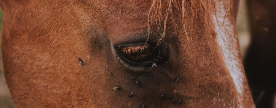 Caballos explotados hasta colapsar en cabalgatas en Tuluá, Colombia