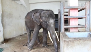 Elefante Bebé Encadenado y Maltratado para Turistas