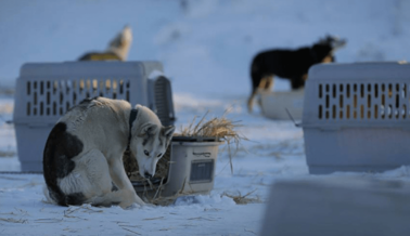 Diles a las Tiendas de Ropa de Alaska que el Maltrato de Perros no Tiene Nada que ver con la Moda