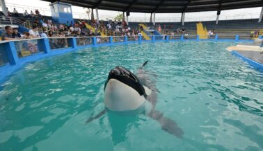 El Miami Seaquarium anunció un plan para enviar a la orca Lolita a un santuario costero demasiado tarde