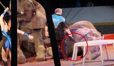 Elefantes Amenazados con Bullhooks y Tigres Azotados en Este Circo