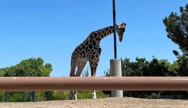 ¡Actualización sobre jirafa solitaria en México!
