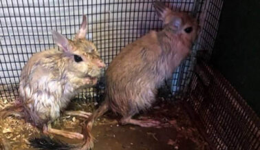 Tití electrocutado, a los animales se les niega atención veterinaria: ¡actúa ya!