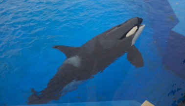 Insta a Este Club de Beneficios de L.A. a Dejar de Apoyar a SeaWorld