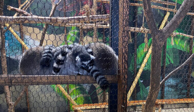 Insta al San Antonio Aquarium a Cambiar a Entretenimiento Libre de Animales