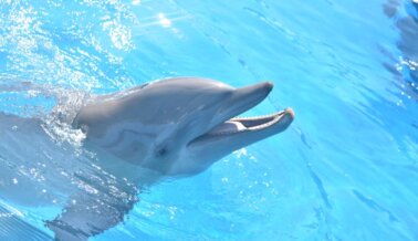 Pídeles a los funcionarios que cierren el Miami Seaquarium por preocupaciones sobre la seguridad de los animales