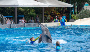 Dile a Uplift que no Estás de Acuerdo con su Sociedad con SeaWorld