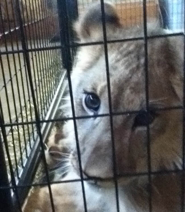 A lion cublooks at the camera from inside a crate