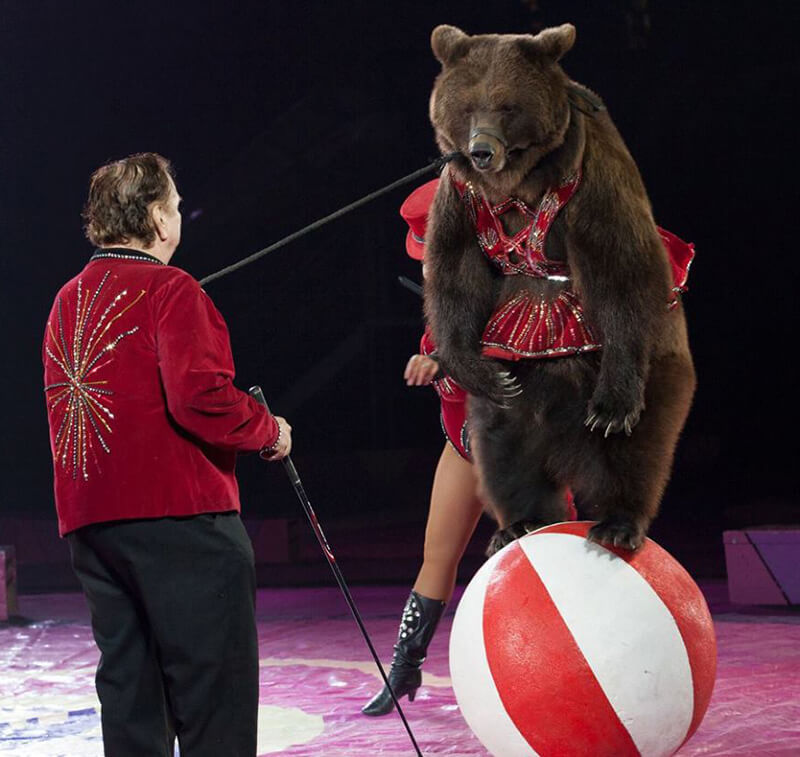 A circus leader holds a stick in his right hand and a leash tied to large brown bear wearing a red tutu as she stands on a circus ball.