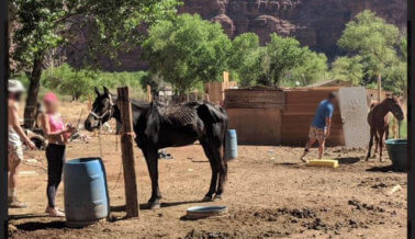 Más Caballos Maltratados en Havasu Canyon: ¡Actúa!