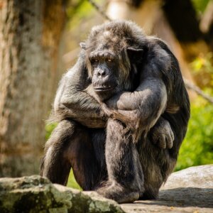 A sad chimpanzee.
