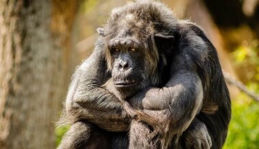 ¡Los Zoológicos de Carretera son Prisiones de Animales!