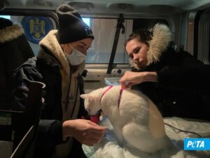 gato en ucrania rescate