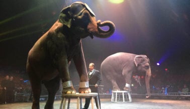 En PETA Festejamos: Colorado se Convierte en el Último Estado en Prohibir los Actos con Animales en Circos