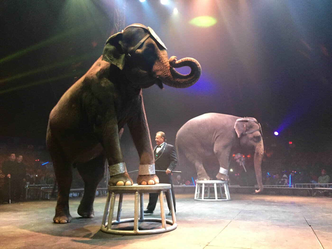 Elefante en circo