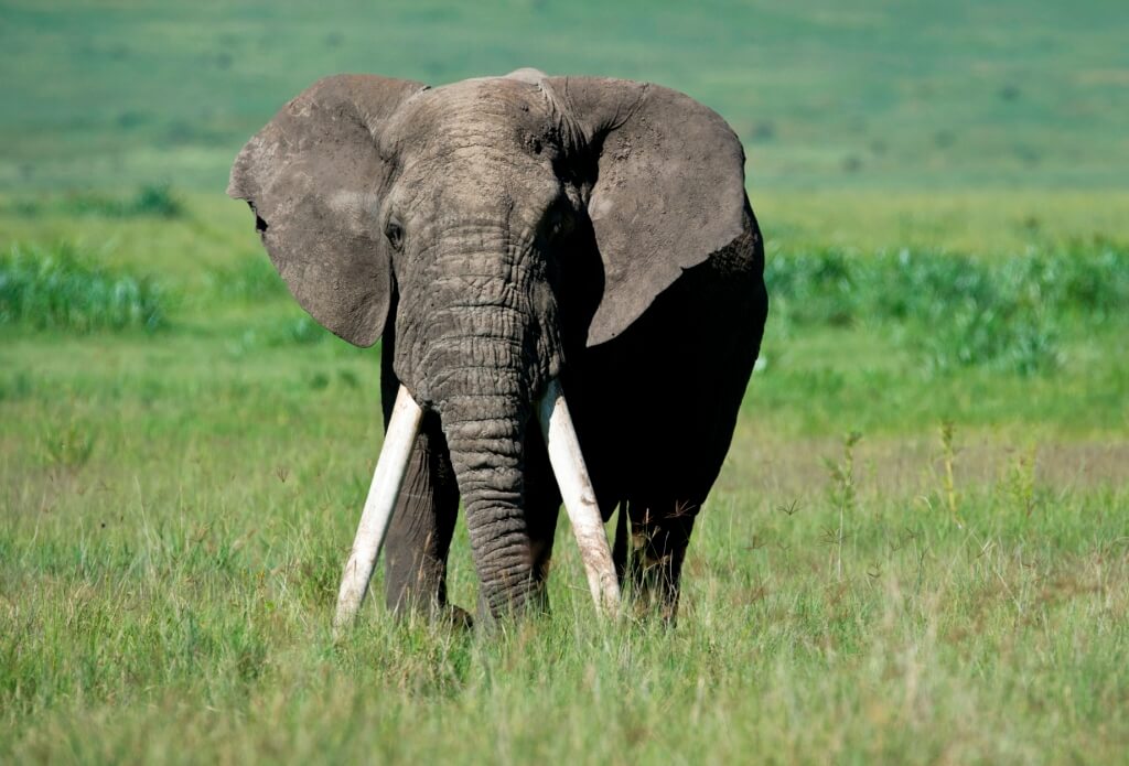 Elephant in Grass
