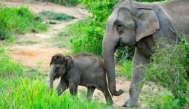 Cómo tú puedes ayudar a detener el maltrato de los elefantes