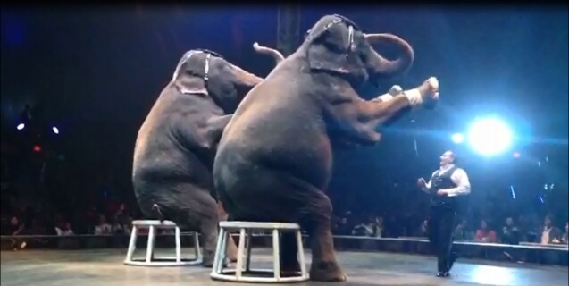 Elephants-Sitting-back-Universoul-Cindy-Asian-Ele-4-637x320