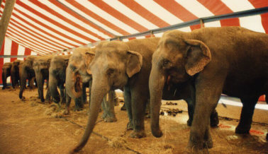 ¡Victoria! Se cierran las puertas a los actos con elefantes en dos ciudades