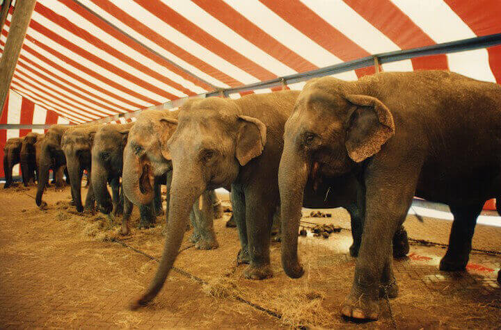 Elephants in circus