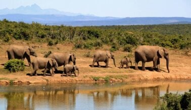 3 razones para nunca tocar un elefante, según la ciencia