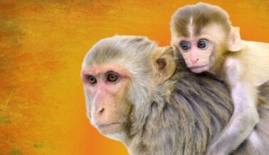 Recortan fondos para fallidas pruebas de vacuna contra el VIH en monos tras presión de PETA