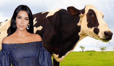 ¿Kim Kowdashian? PETA India le da el Nombre de Kim a una Vaca Rescatada