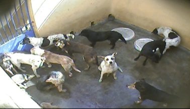 MIRA: Perros  asesinados cruelmente  en la llamada “isla paradisíaca”