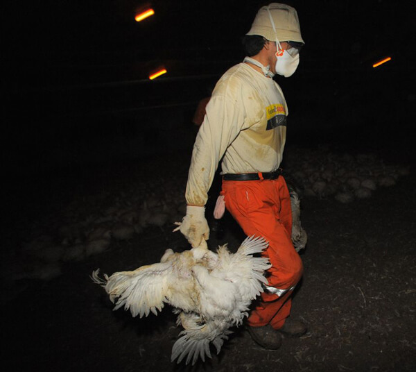 Factory-Farm-Worker-chickens