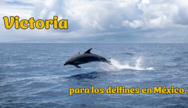 ¡Una victoria para los delfines! Nueva ley prohíbe la explotación en México