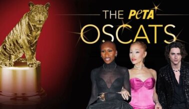 ¡Prepárate para aplaudir! Los ganadores de los premios Oscat 2024 de PETA llevaron la cinematografía respetuosa con los animales a nuevas alturas