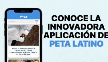 Conoce la innovadora aplicación de PETA Latino para iPhone y iPad