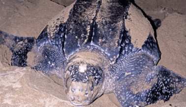 Expulsan de la Playa de Miami a una Tortuga que Solo Quería Anidar