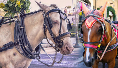 La Crueldad de los Carruajes Tirados por Caballos en Cartagena, Colombia La Crueldad de los Carruajes Tirados por Caballos en Cartagena, Colombia