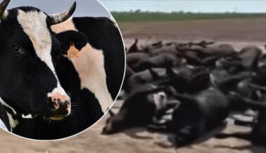 ¿Por Qué Murieron las Vacas de Kansas? Calor Catastrófico, Ganadería y Crueldad Humana