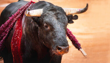 Puedes Ayudar a Prohibir las Sangrientas Corridas de Toros en Todo el Mundo: ¡Actúa ya!