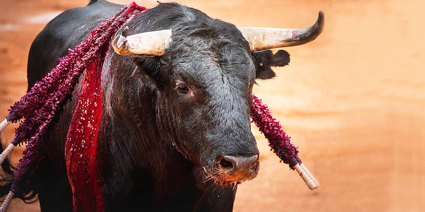 Las prohibiciones de las toros multiplicándose, toma acción | PETA Latino