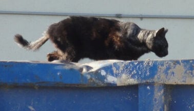 Imágenes fuertes: Los gatos sufren cuando los refugios dejan de albergarlos.