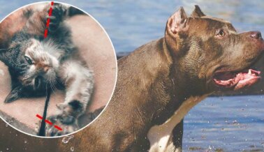 Perros y Gatos Mutilados Por Cirugía Estética: No Dejes Que El Tuyo Sea El Próximo