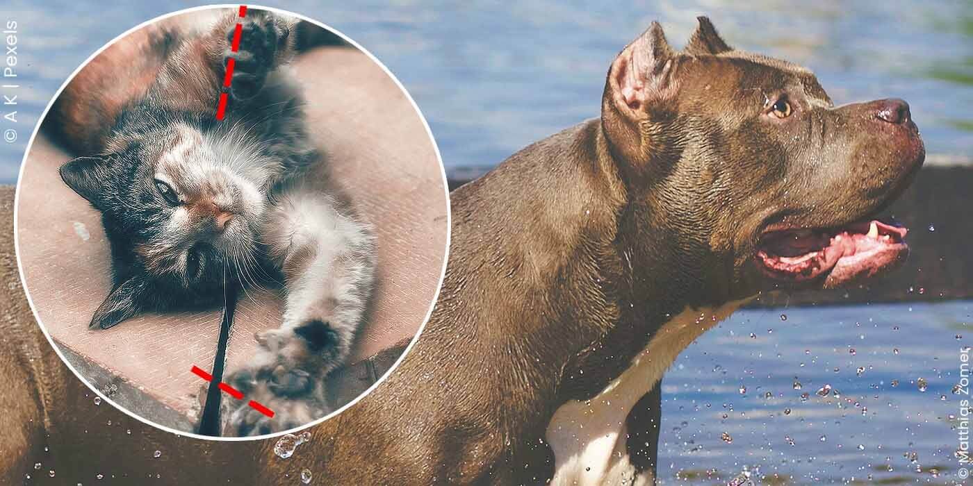 Perro mutilado