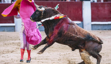 Falla Prohibición de Corridas de Toros en Colombia: Únete a la Campaña de PETA Latino para Poner Fin al Deporte Sangriento en Otros Lugares