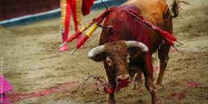 Toro siendo apuñalado en la corrida de toros